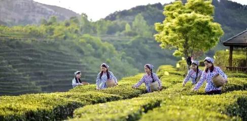 茶旅世界·最美茶园参评丨鹏翔丰河茶园