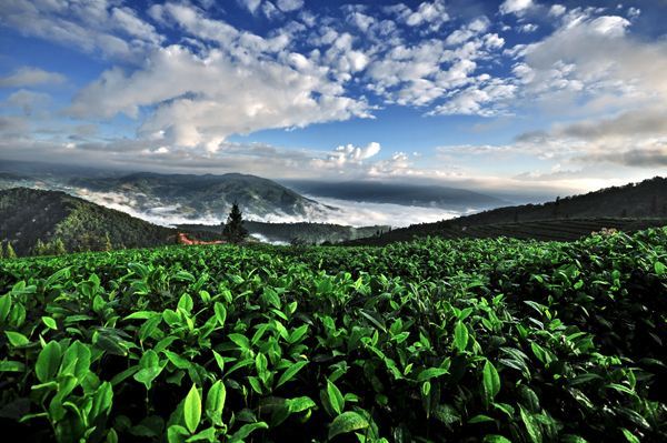 喝古树茶还是台地茶?看看茶叶怎么说!