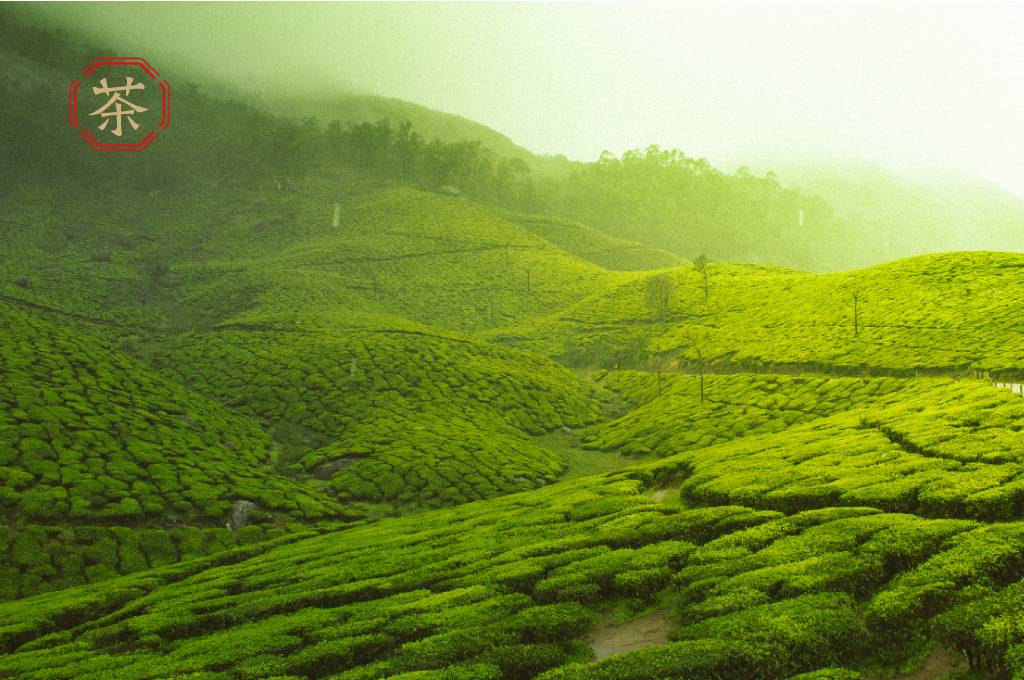 职人故事 | 自家茶山:这盒为定制而生的茶,满载自家风土的味道