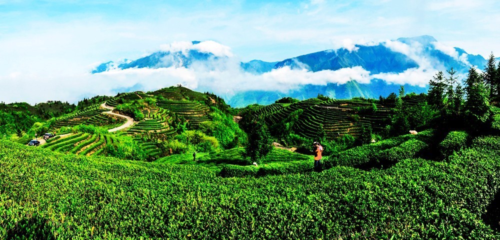 巴东与知名茶企签约 打造优质茶叶基地