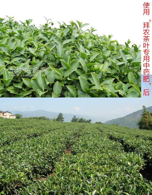 陕西生物菌肥 拜农中药叶面肥 茶叶生物菌肥生产厂家图片